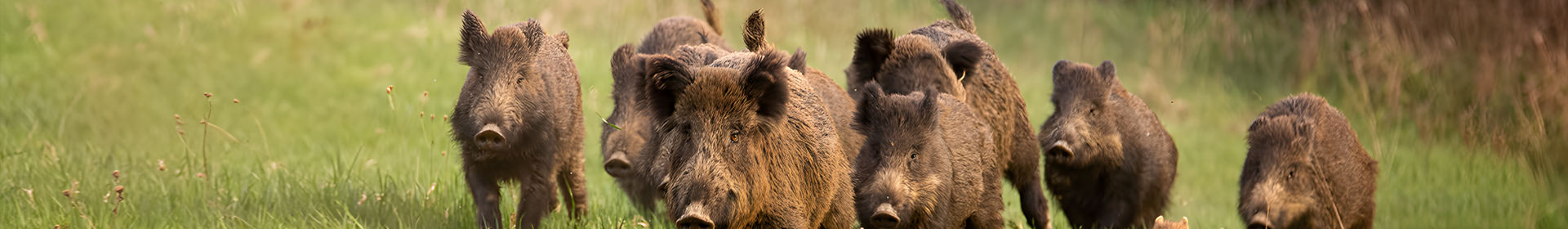 Jagdkurse in der Jägerschule Wermelskirchen