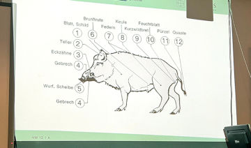 Wildschwein - Haarwild